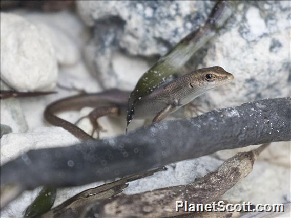 Indonesian Brown Rainbow Skink (Carlia fusca)