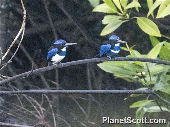 Blue-black Kingfisher (Todiramphus nigrocyaneus)