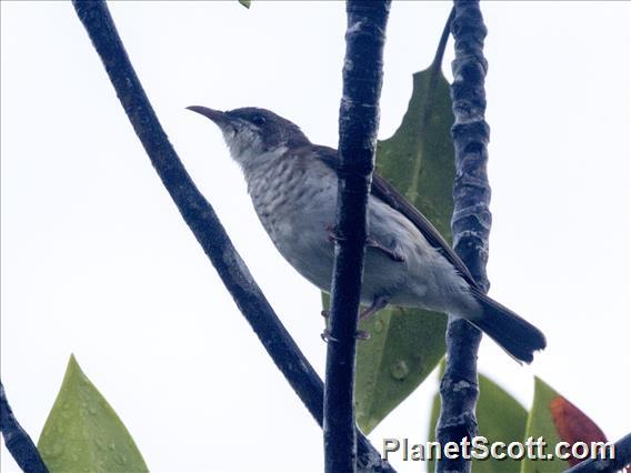 Brown-backed Honeyeater (Ramsayornis modestus)