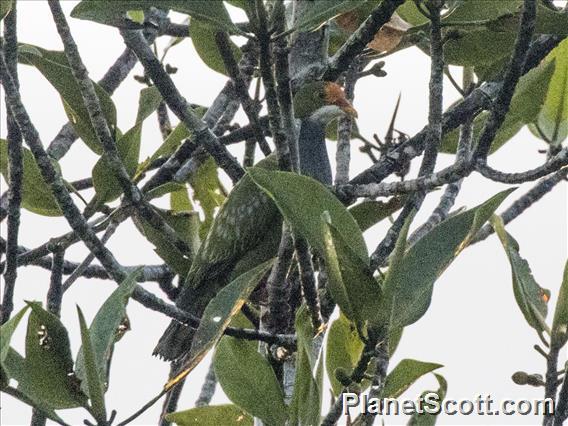 Orange-fronted Fruit-Dove (Ptilinopus aurantiifrons)