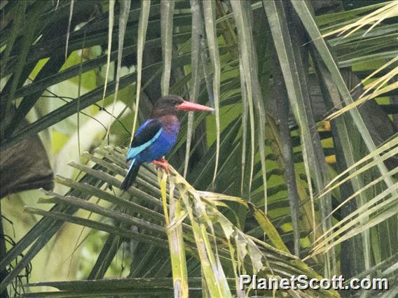 Javan Kingfisher (Halcyon cyanoventris)