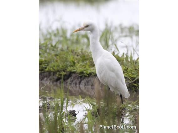 Eastern Cattle Egret (Ardea coromanda)