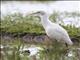 Eastern Cattle Egret (Ardea coromanda)