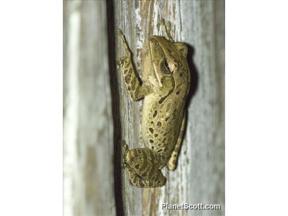 Common Southeast Asian Tree Frog (Polypedates leucomystax)