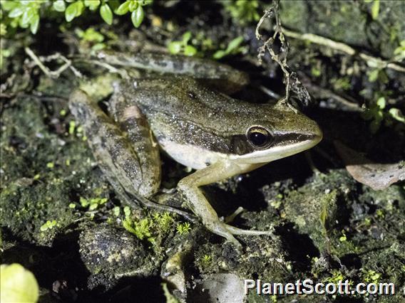 Nicobarese Frog (Indosylvirana nicobariensis)