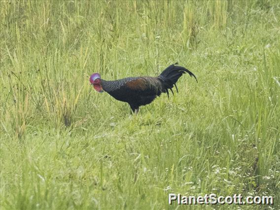 Green Junglefowl (Gallus varius)