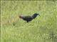 Green Junglefowl (Gallus varius)