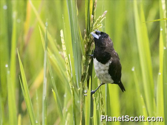 Javan Munia (Lonchura leucogastroides)