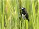 Javan Munia (Lonchura leucogastroides)