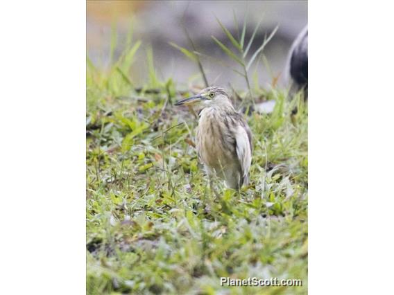 Javan Pond-Heron (Ardeola speciosa) - Juvenile