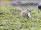 Javan Pond-Heron (Ardeola speciosa) - Juvenile