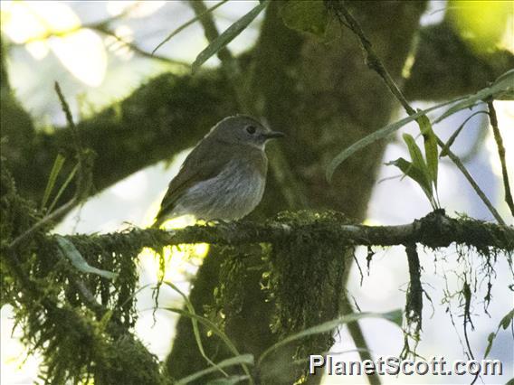 Fulvous-chested Jungle-Flycatcher (Cyornis olivaceus)