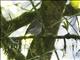 Fulvous-chested Jungle-Flycatcher (Cyornis olivaceus)