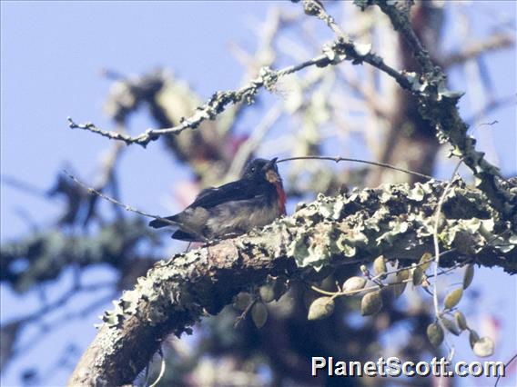 Javan Flowerpecker (Dicaeum sanguinolentum)