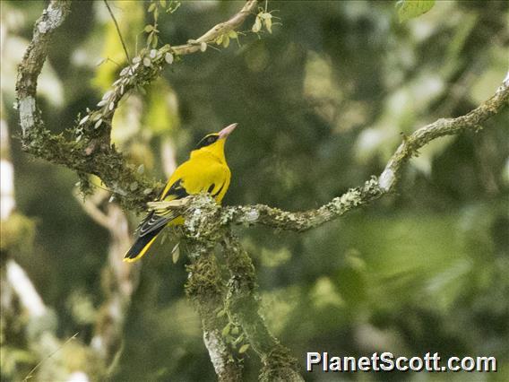 Black-naped Oriole (Oriolus chinensis)