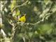 Black-naped Oriole (Oriolus chinensis)