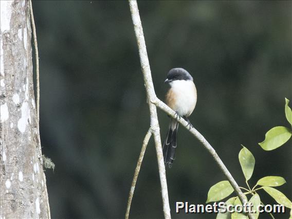 Long-tailed Shrike (Lanius schach)