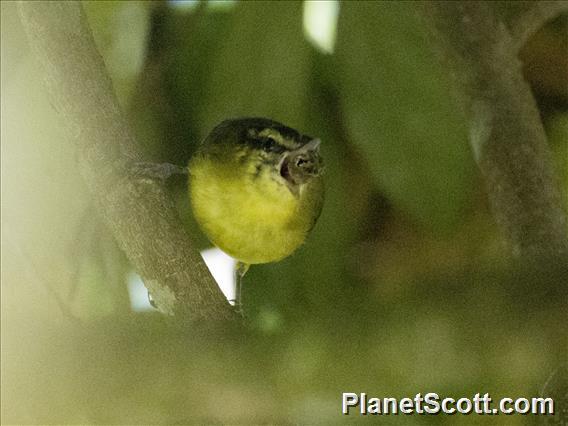 Mountain Leaf-Warbler (Phylloscopus trivirgatus)