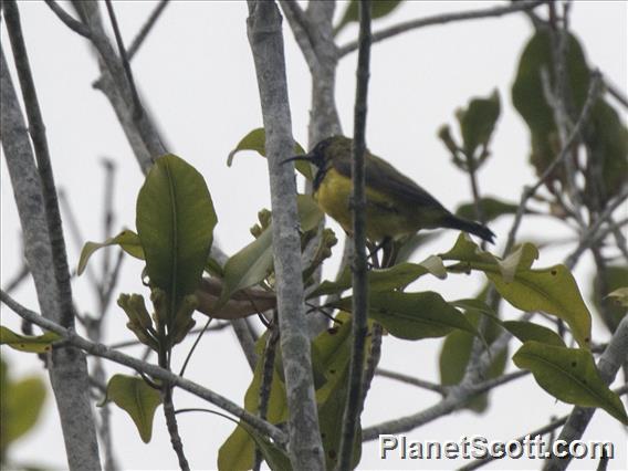 Ornate Sunbird (Cinnyris ornatus) - Male