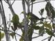 Ornate Sunbird (Cinnyris ornatus) - Male