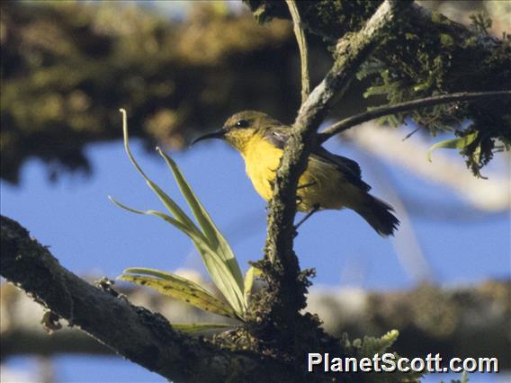 Ornate Sunbird (Cinnyris ornatus) - Female