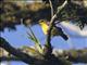 Ornate Sunbird (Cinnyris ornatus) - Female