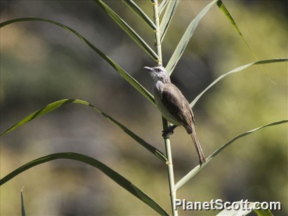 Yellow-vented Bulbul (Pycnonotus goiavier)