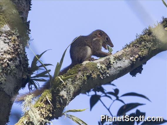 Horsfield's Treeshrew (Tupaia javanica)