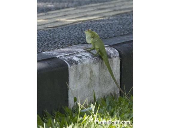 Great Crested Canopy Lizard (Bronchocela jubata)