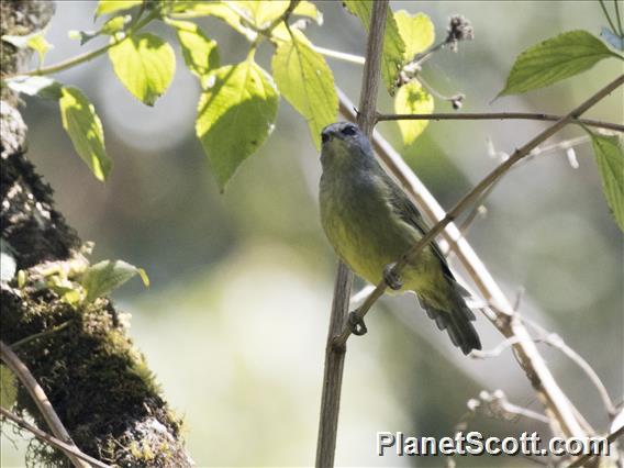 Javan Heleia (Heleia javanica)