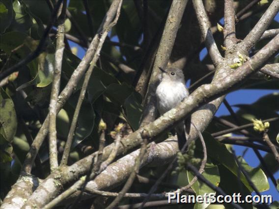 Tenggara Whistler (Pachycephala calliope)