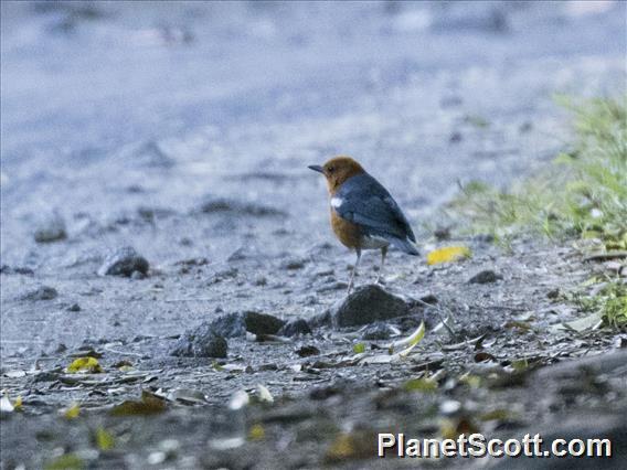 Orange-headed Thrush (Geokichla citrina)