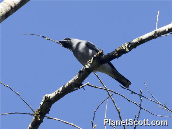 Oriental Cuckooshrike (Coracina javensis)