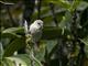 Scaly-breasted Munia (Lonchura punctulata) - Juvenile