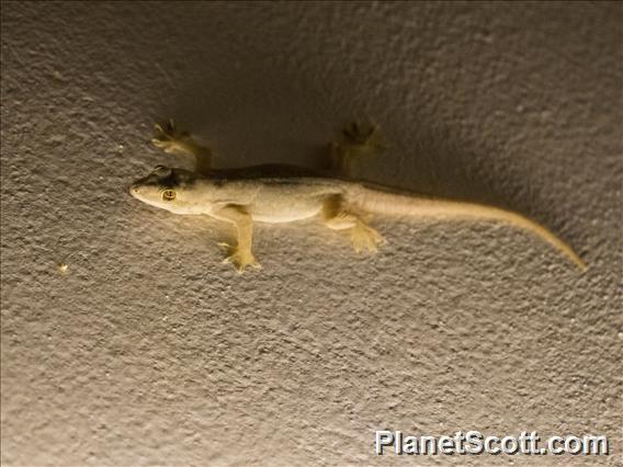 Flat-tailed House Gecko (Hemidactylus platyurus)