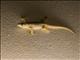 Flat-tailed House Gecko (Hemidactylus platyurus)