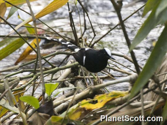 White-crowned Forktail (Enicurus leschenaulti)