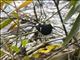 White-crowned Forktail (Enicurus leschenaulti)