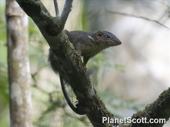 Horsfield's Treeshrew (Tupaia javanica)