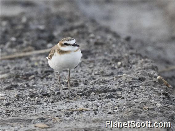 Javan Plover (Anarhynchus javanicus)