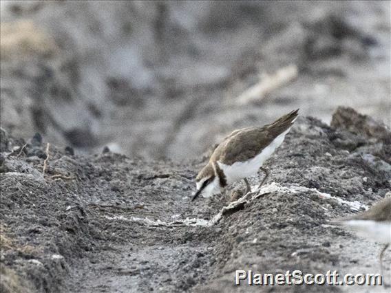 Javan Plover (Anarhynchus javanicus)