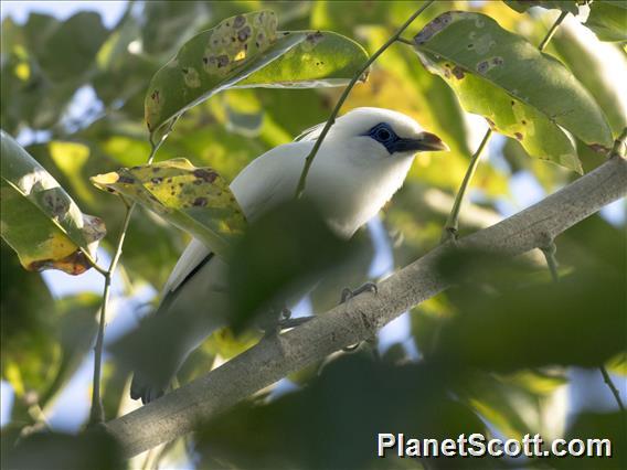 Bali Myna (Leucopsar rothschildi)