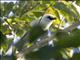 Bali Myna (Leucopsar rothschildi)