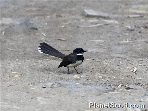 Malaysian Pied-Fantail (Rhipidura javanica)