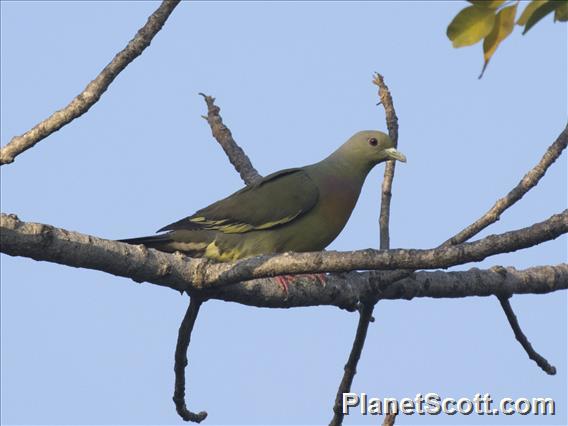 Pink-necked Green-Pigeon (Treron vernans) - Male