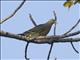 Pink-necked Green-Pigeon (Treron vernans) - Male