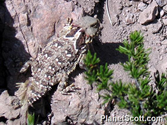 Blainville's Horned Lizard (Phrynosoma blainvillii)