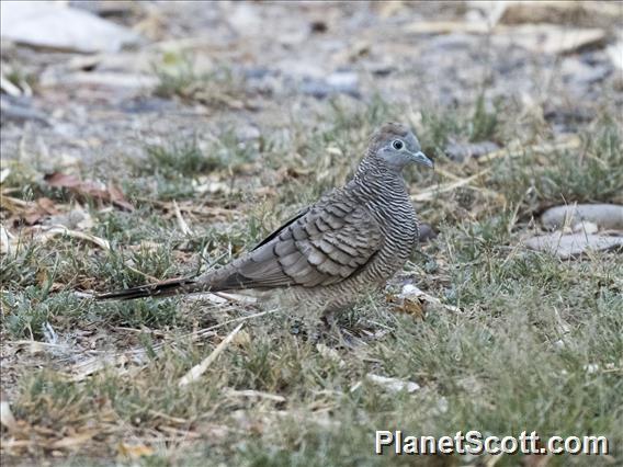 Zebra Dove (Geopelia striata)