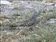 Zebra Dove (Geopelia striata)