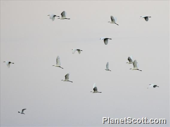 Great Egrets (Ardea alba) - And One Little Egret